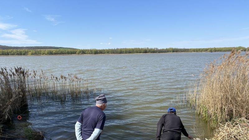 A Balaton vizeiben tízezernyi ragadozó szabadult el, hogy új életre keljenek a tó mélyén.