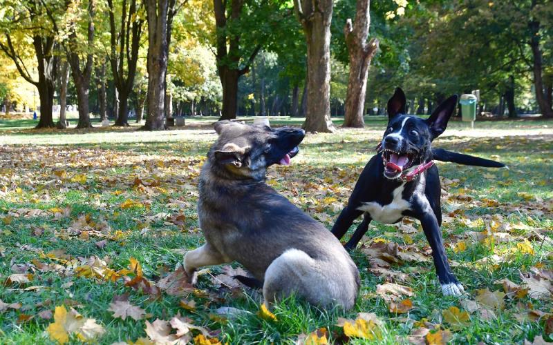 Igazi őszi napsütés csütörtökön, amikor a nap sugarai aranylóan simogatják a földet.