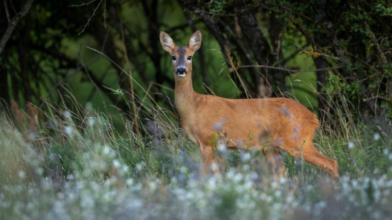 Ezt a vizsgálatot sokaknak érdemes elvégeznie hazánkban: figyeljünk ezekre a szempontokra - Agro Napló