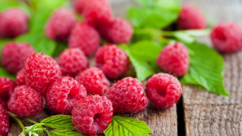 A magyar gyümölcsfajok között szinte észrevétlenül eltűnt egy különleges kincs: most pedig újraélesztésének lehetőségeiről beszélgetünk. Az Agro Napló szakértői javaslatai és innovatív megoldásai révén a múlt ízletes gyümölcseinek visszahozatala nemcsak a