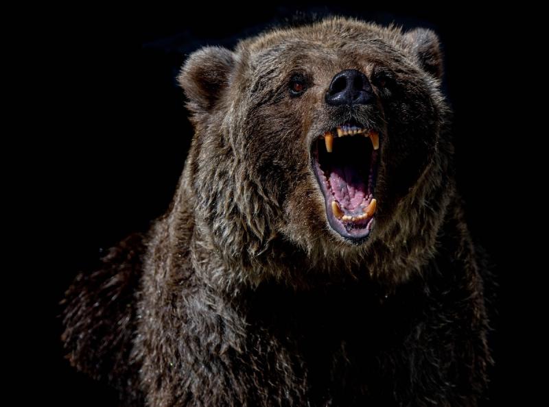Kétségbeesetten könyörögött barátnőjének, hogy ne habozzon, és üssön neki a medvének - így ért véget a Grizzly Man tragikus története. | szmo.hu